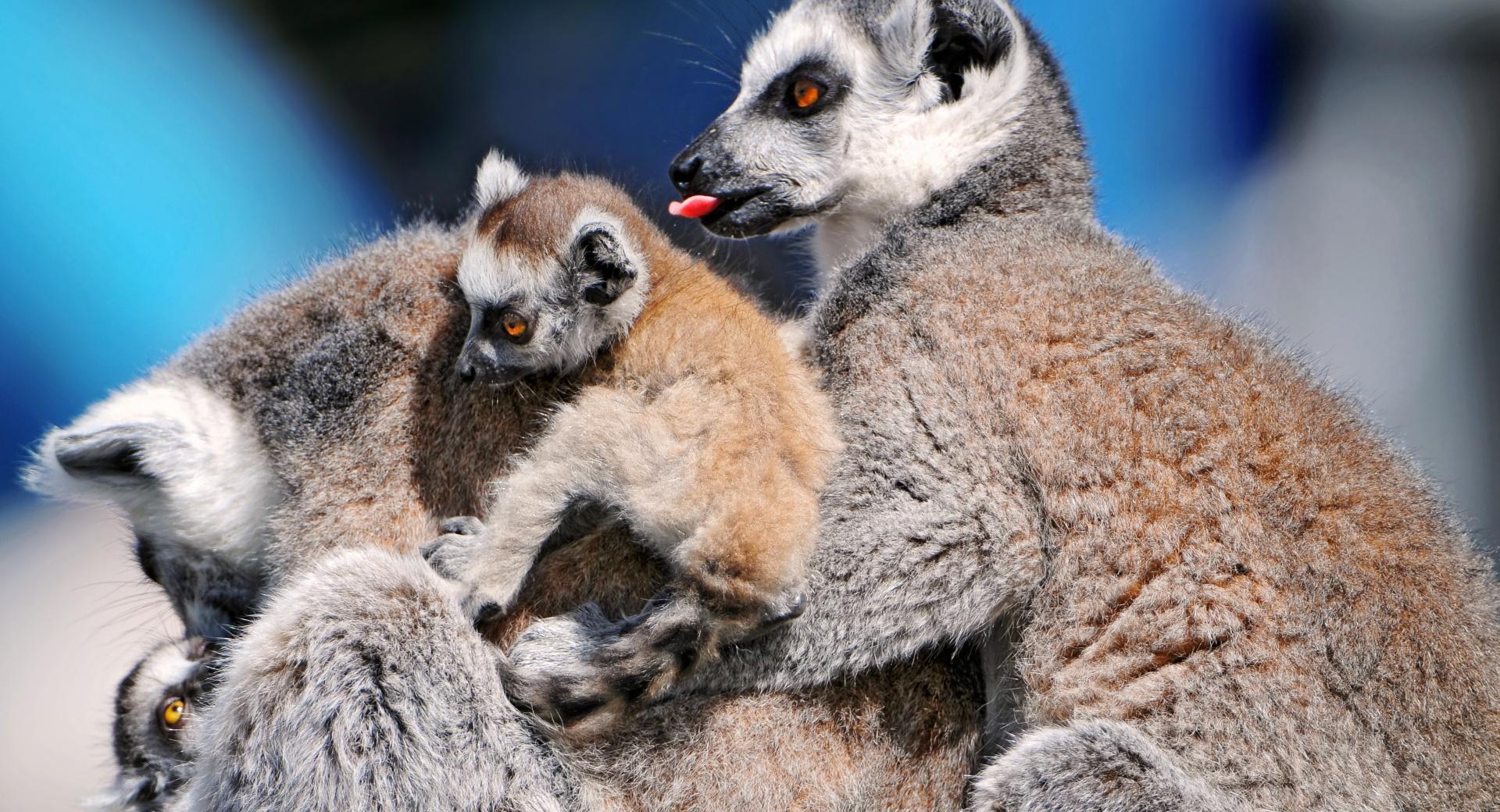 Funny Lemurs at 1024 x 1024 iPad size wallpapers HD quality