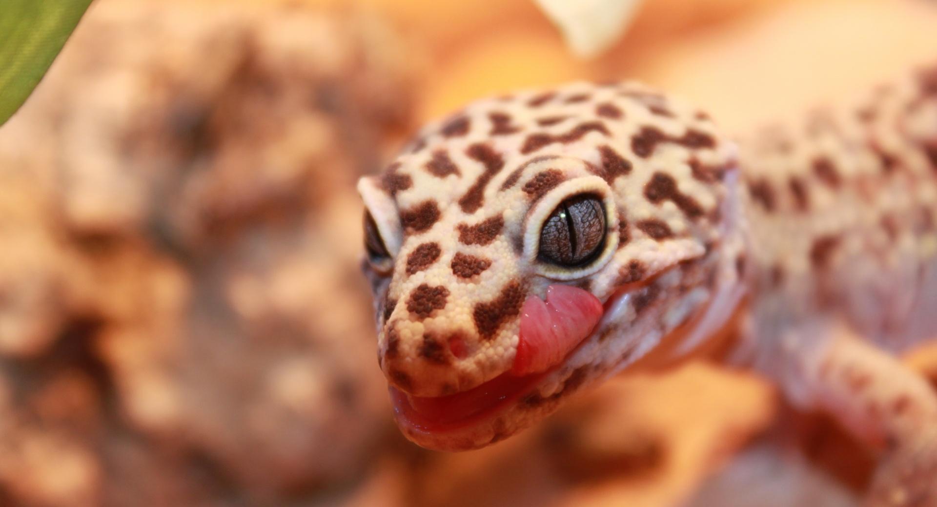 Gecko Leopard at 1280 x 960 size wallpapers HD quality