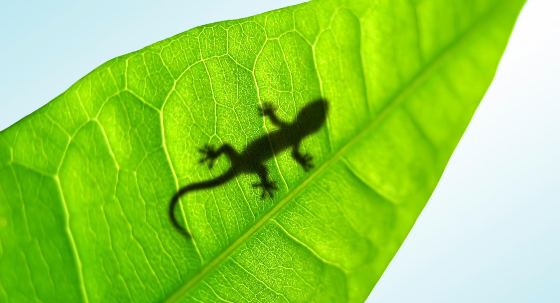 Gecko On A Leaf at 1024 x 768 size wallpapers HD quality