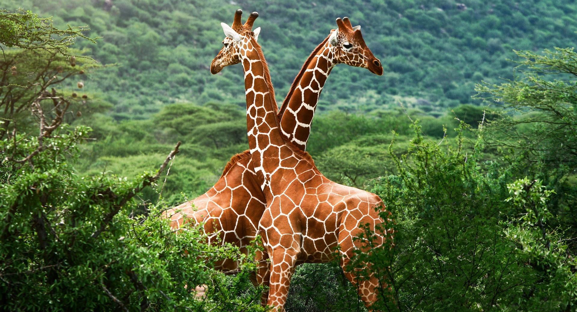 Giraffes, Africa at 1024 x 1024 iPad size wallpapers HD quality