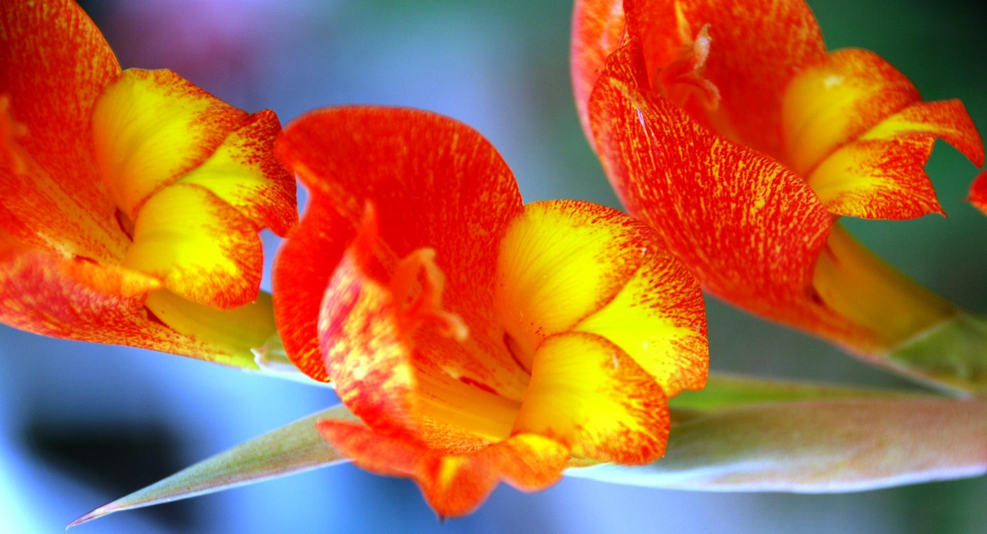 Gladiolus Bloom at 1024 x 1024 iPad size wallpapers HD quality