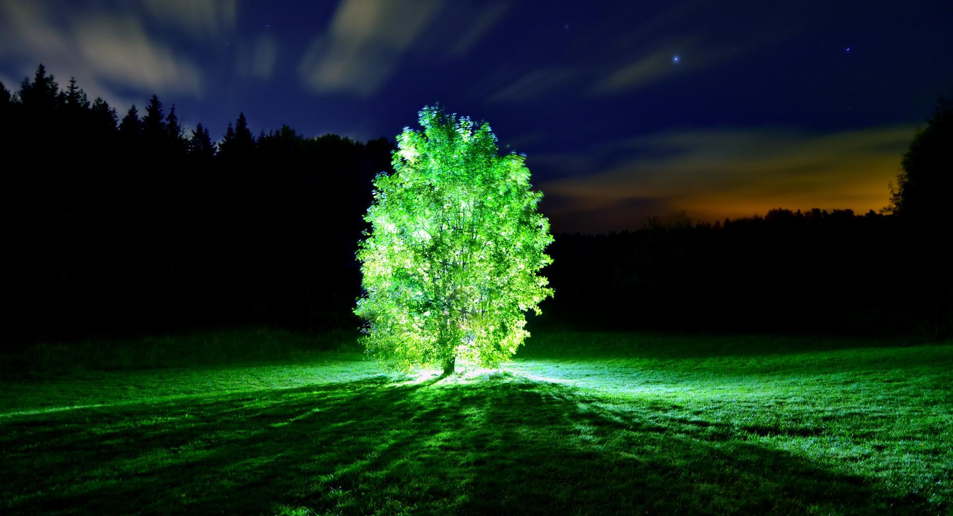 Glowing Tree at 320 x 480 iPhone size wallpapers HD quality