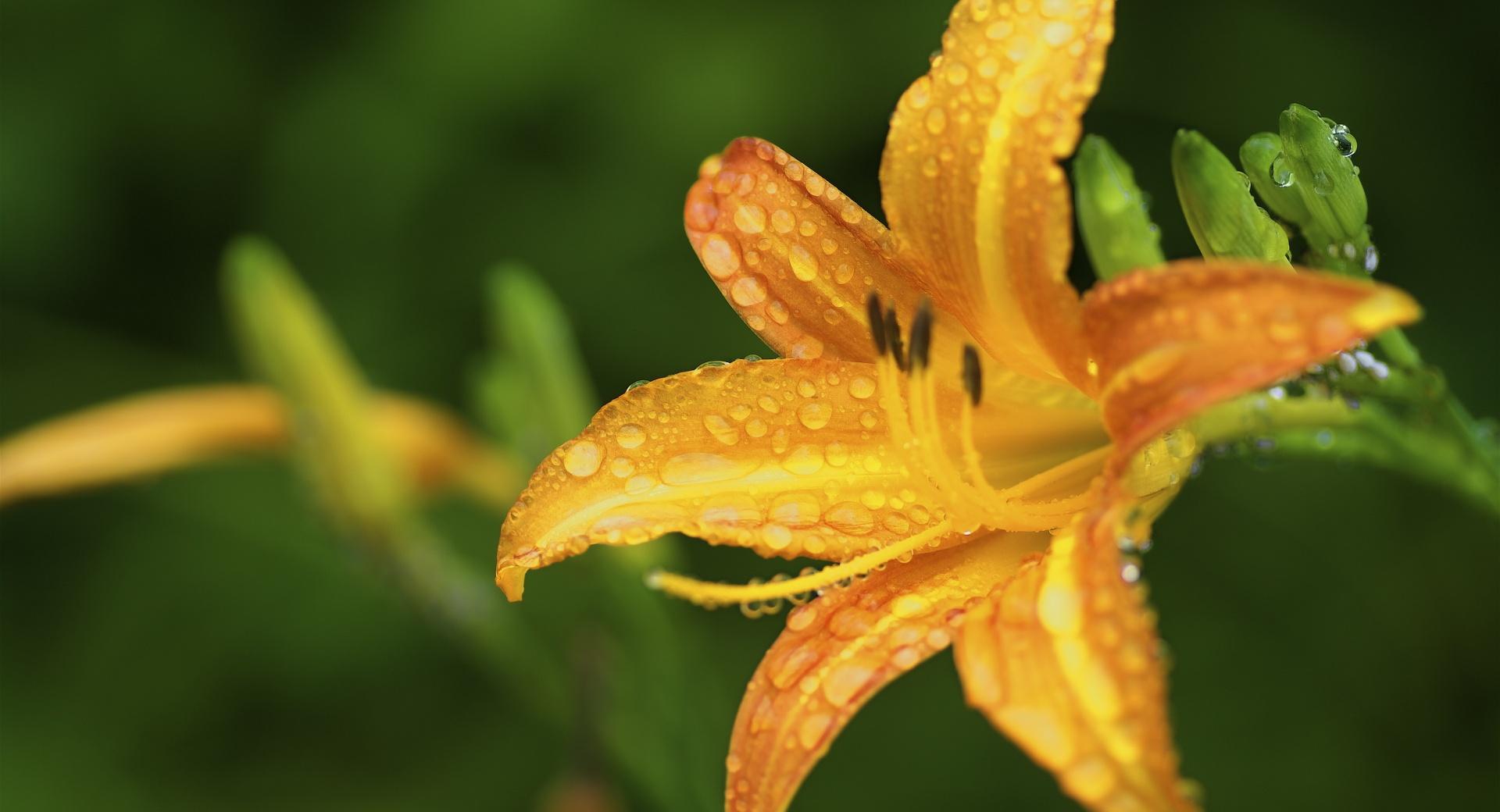 Golden Lily wallpapers HD quality
