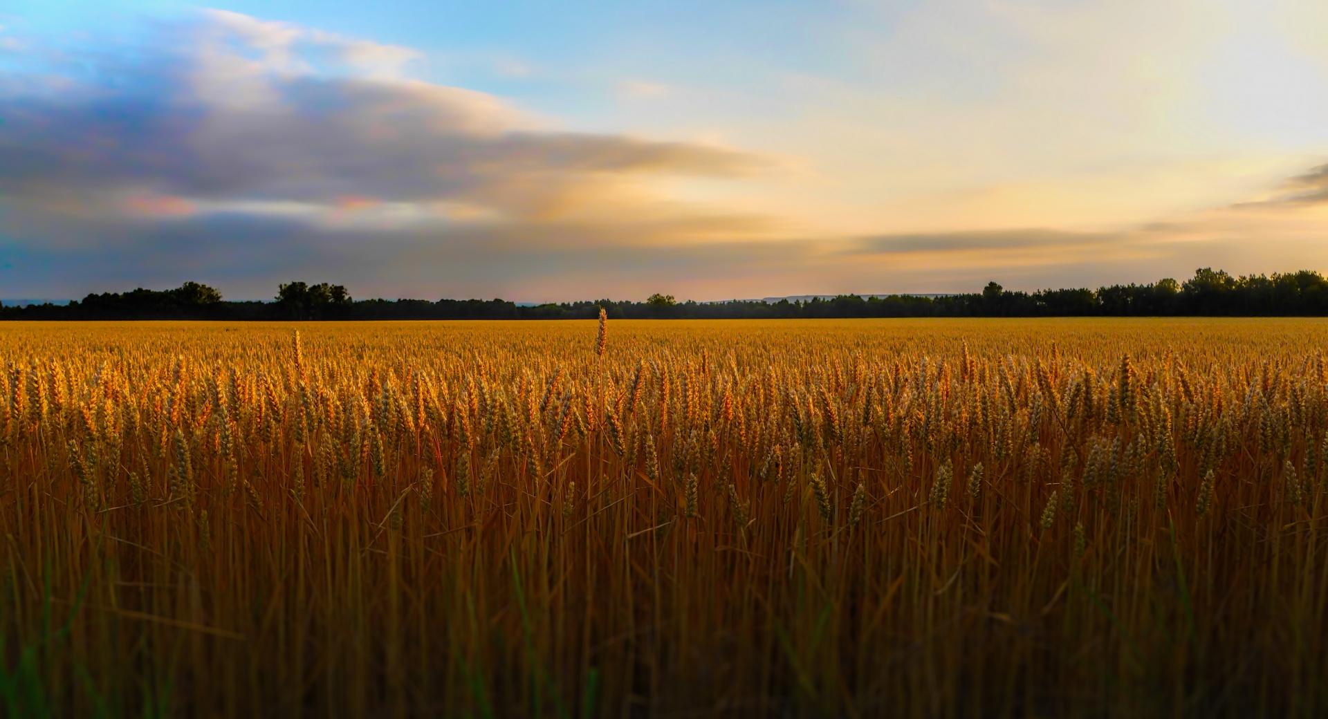 Golden Wheat Field Wallpaper HD Download