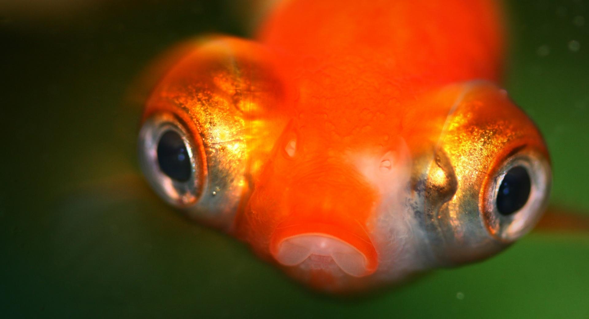 Goldfish Protruding Eyes wallpapers HD quality