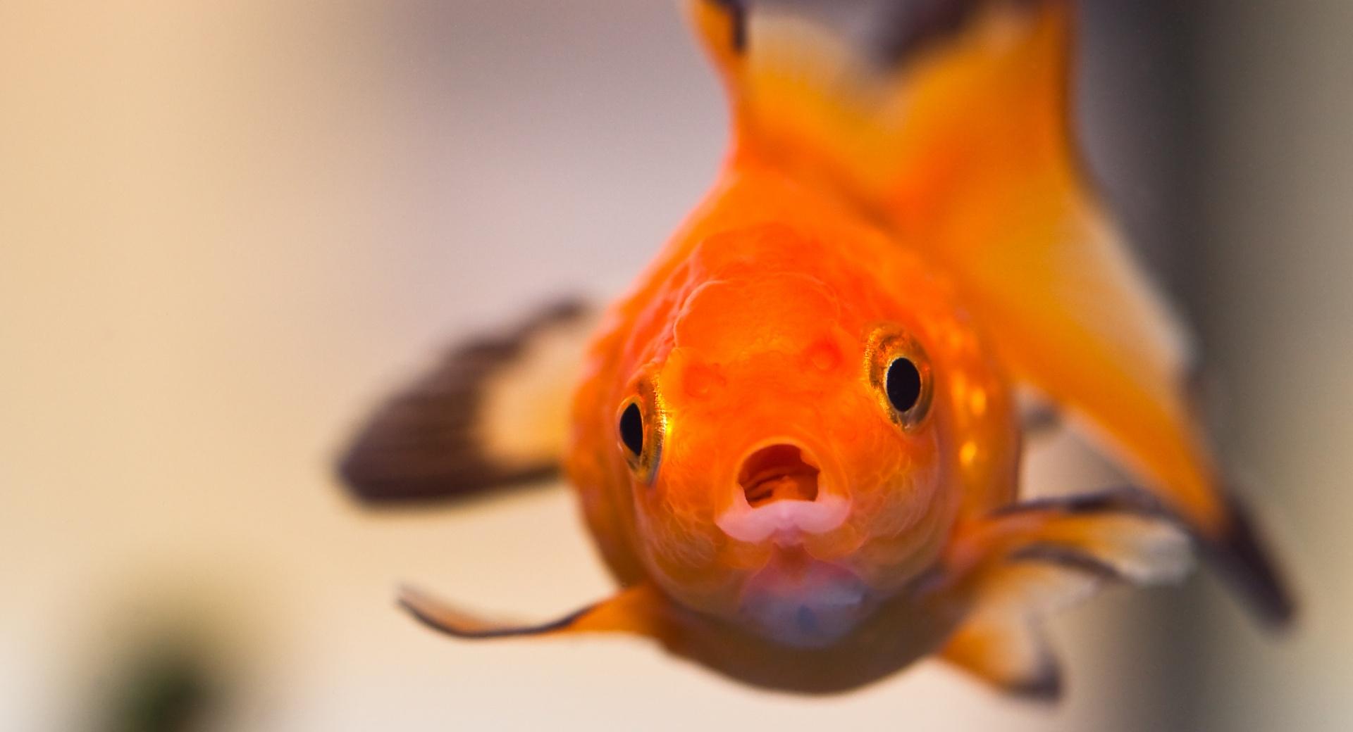 Goldfish Worried Face at 640 x 960 iPhone 4 size wallpapers HD quality