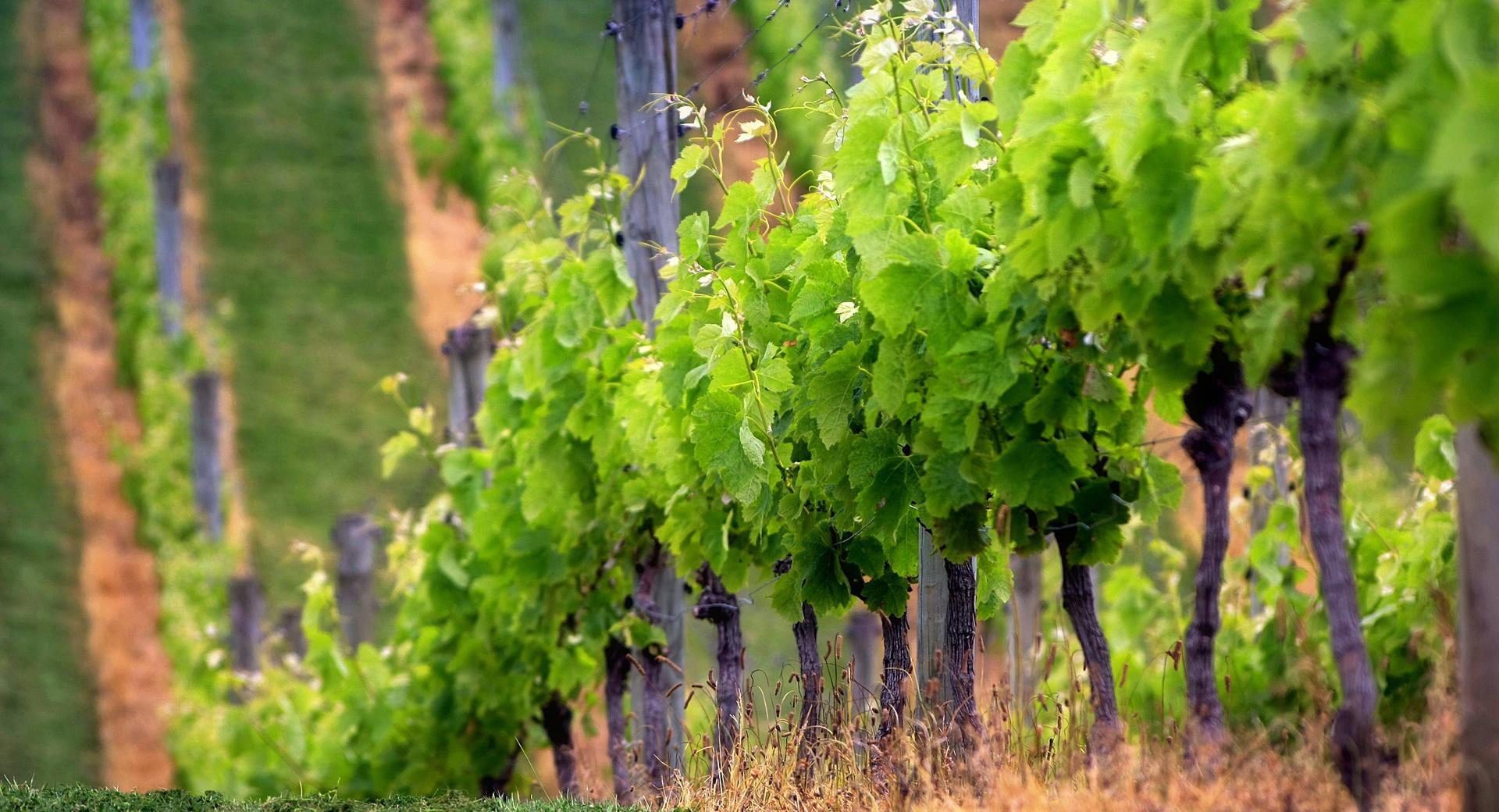 Grape Vines at 320 x 480 iPhone size wallpapers HD quality