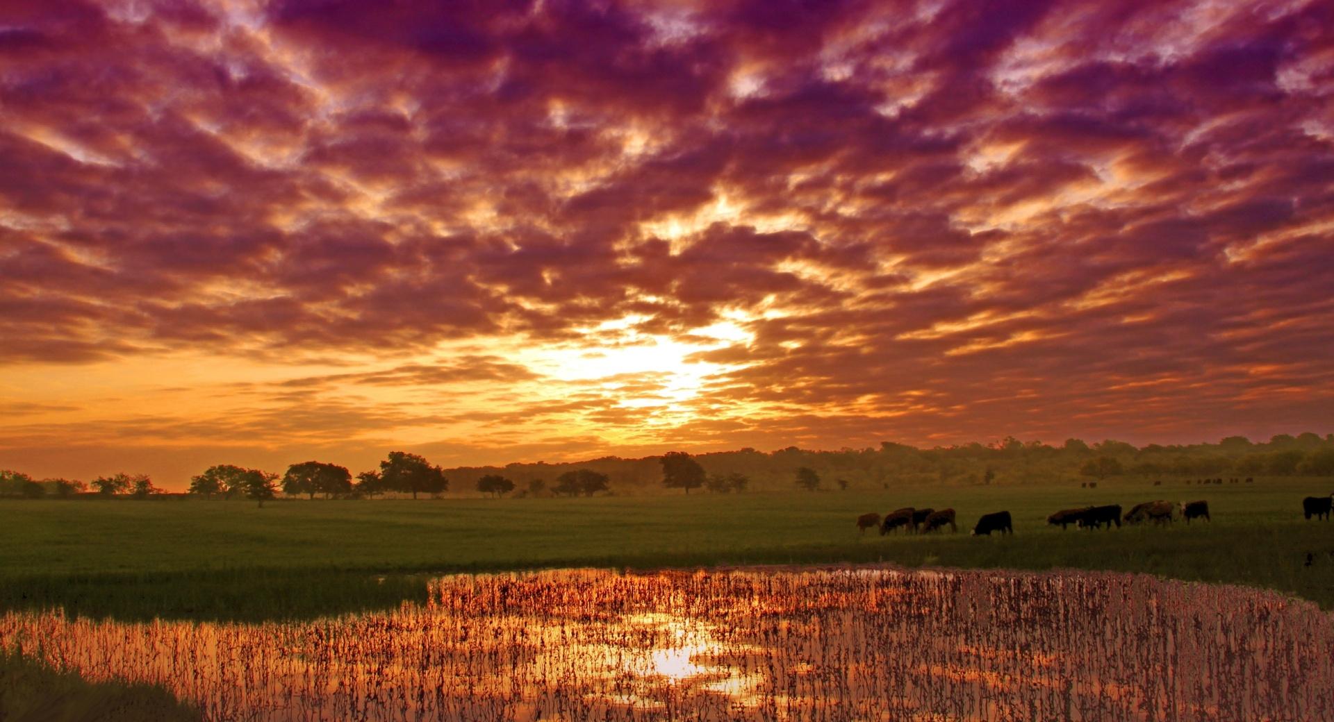 Grazing Cows In Summer Landscape at 640 x 1136 iPhone 5 size wallpapers HD quality