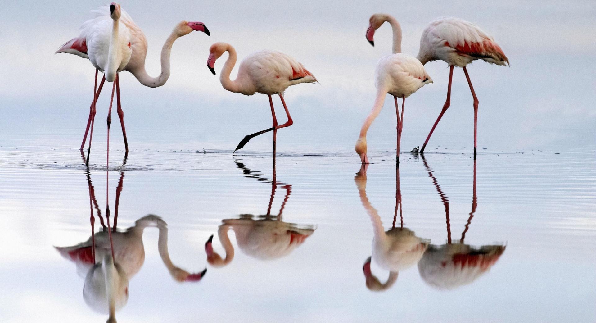 Greater Flamingos Fuente De Piedra Lagoon Spain at 640 x 1136 iPhone 5 size wallpapers HD quality