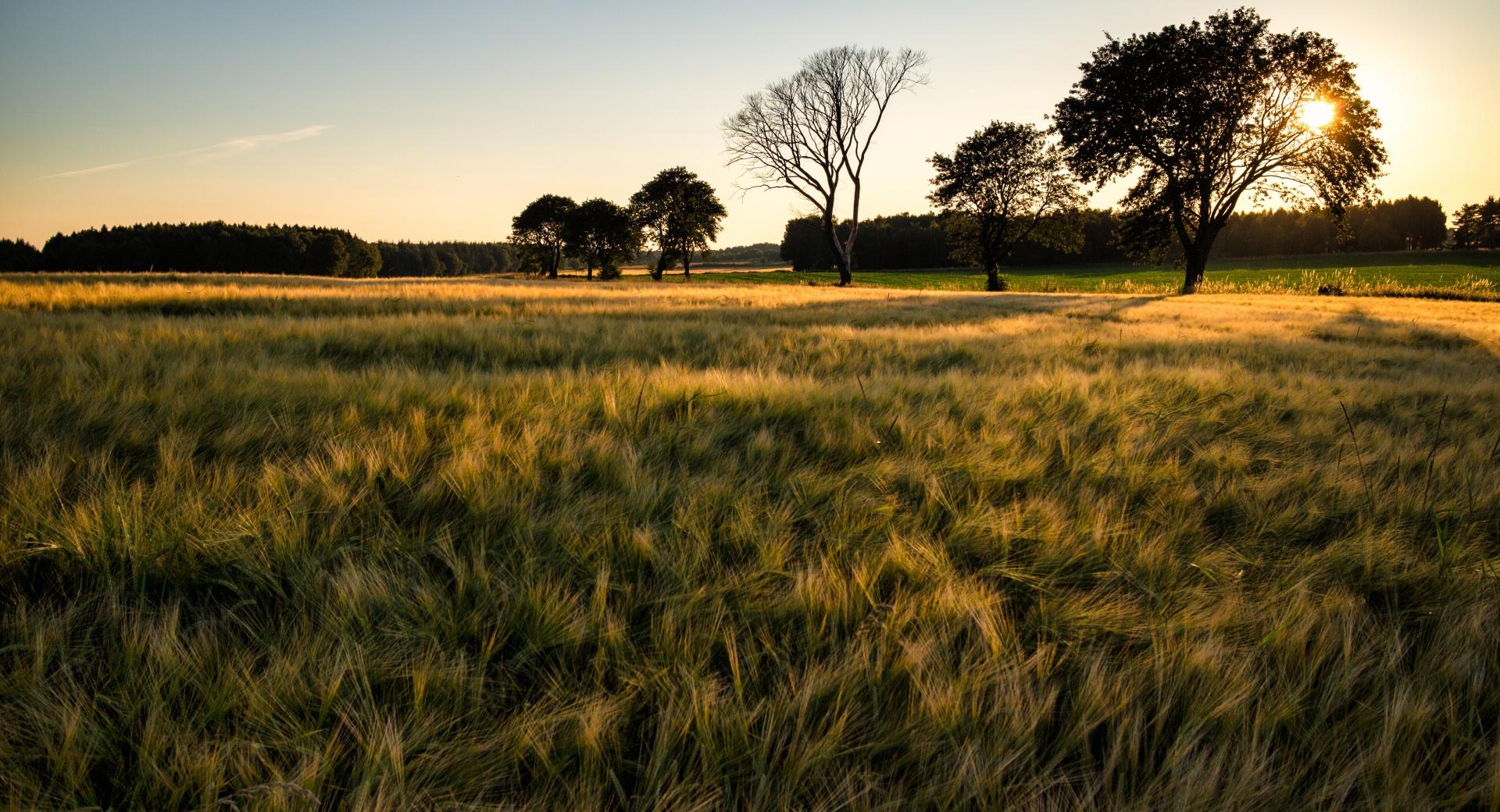 Green Barley Field at 640 x 1136 iPhone 5 size wallpapers HD quality