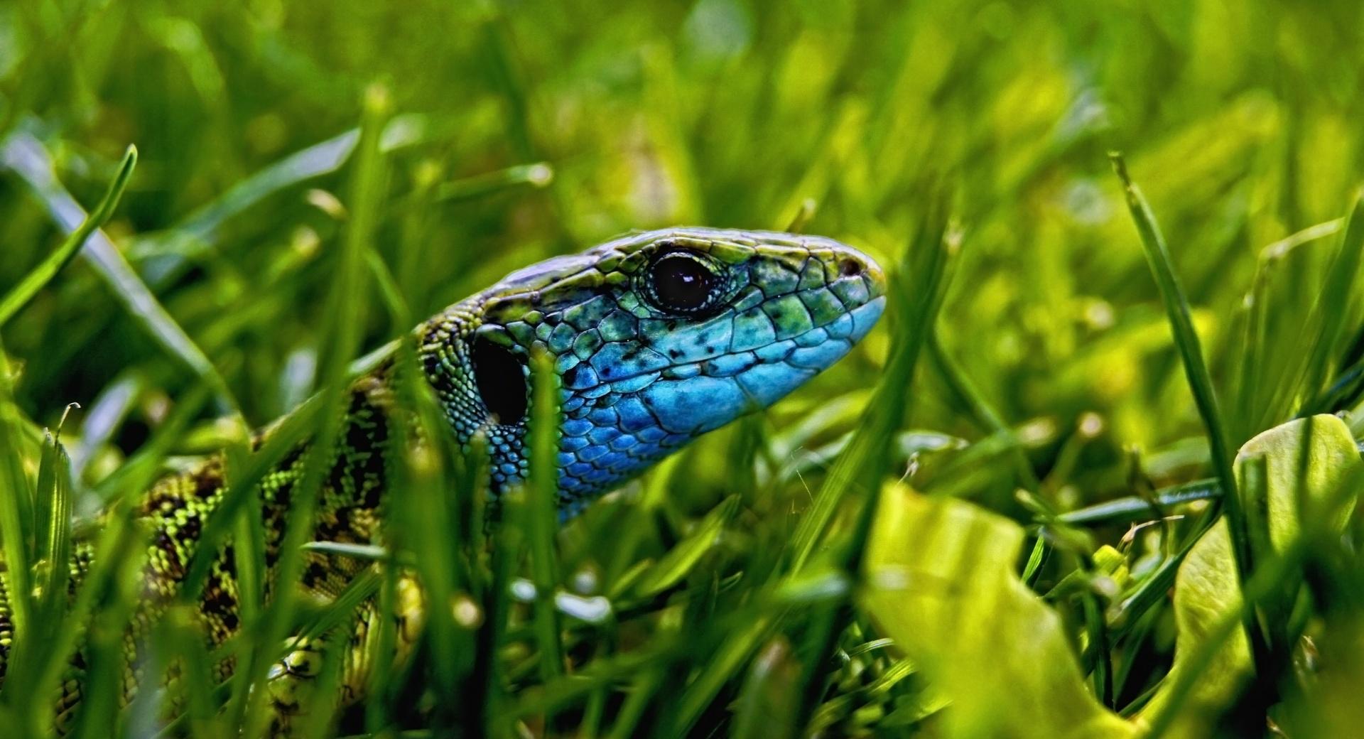 Green Blue Lizard at 1334 x 750 iPhone 7 size wallpapers HD quality
