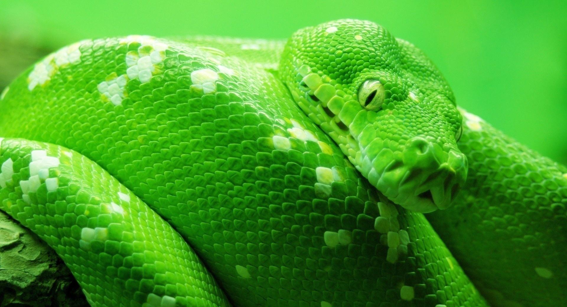 Green Boa Snake at 1024 x 768 size wallpapers HD quality