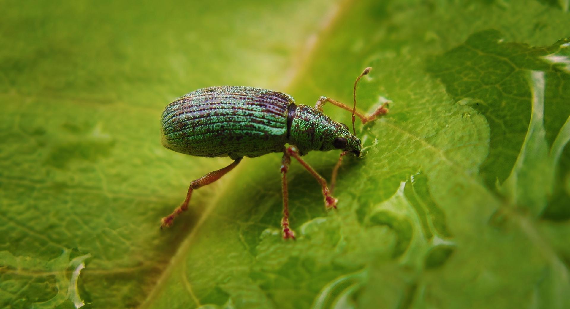 Green Bug On A Leaf at 1152 x 864 size wallpapers HD quality