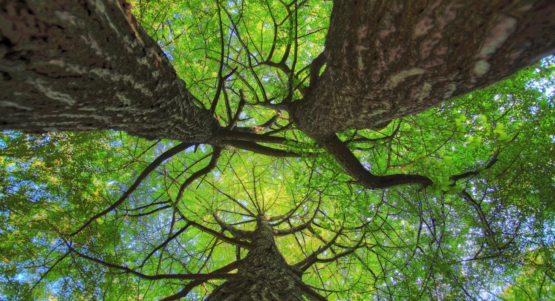 Green Ginkgo Trees at 750 x 1334 iPhone 6 size wallpapers HD quality