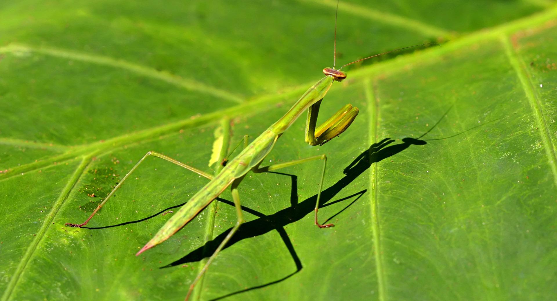 Green Grasshopper at 1152 x 864 size wallpapers HD quality