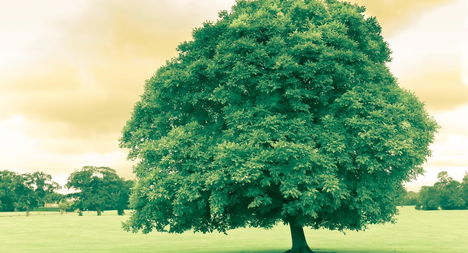 Green Tree at 640 x 1136 iPhone 5 size wallpapers HD quality