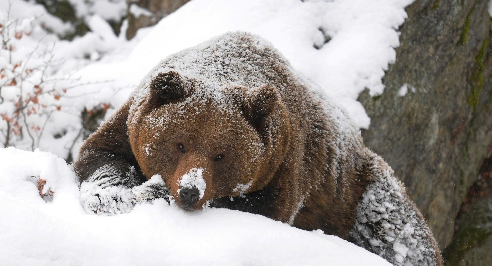 Grizzly Bear In The Snow at 750 x 1334 iPhone 6 size wallpapers HD quality