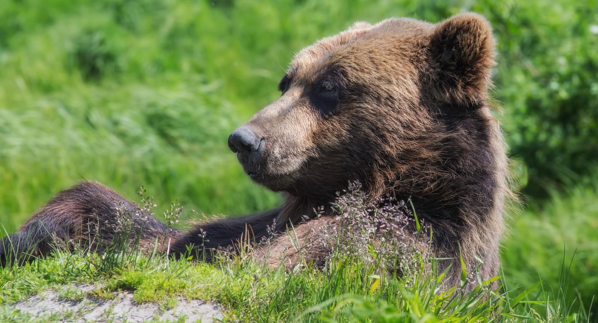 Grizzly Bear Sunning Himself wallpapers HD quality