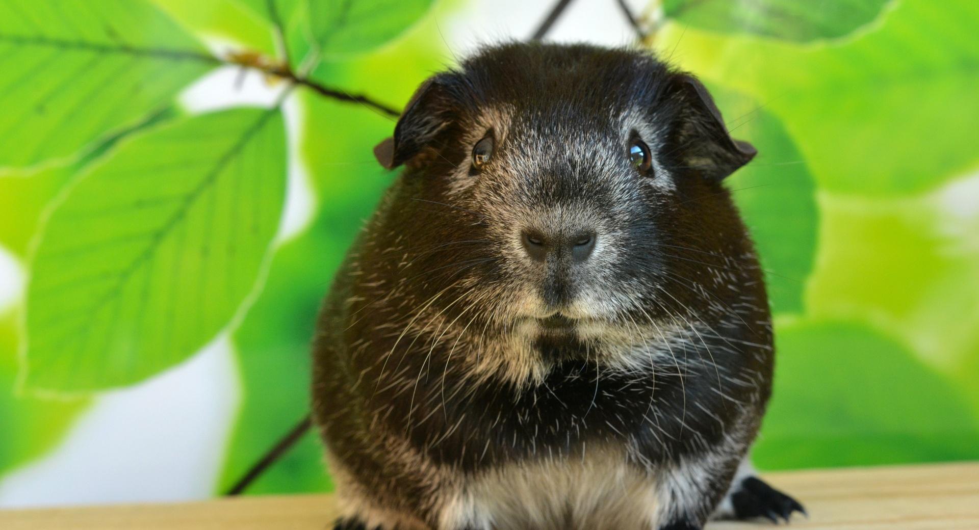 Guinea Pig, Spring wallpapers HD quality