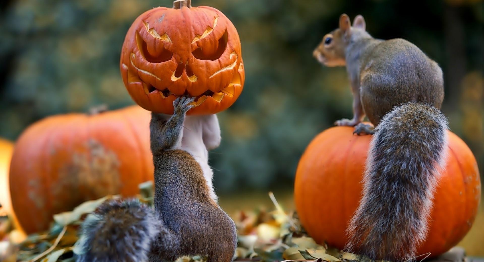 Halloween Squirrels at 1334 x 750 iPhone 7 size wallpapers HD quality