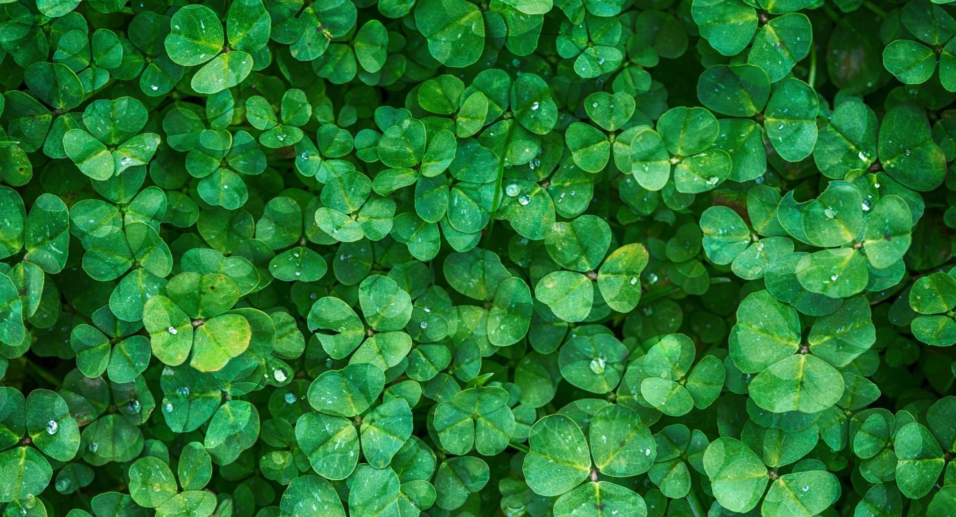 Happy St Patricks Day 2016 at 640 x 960 iPhone 4 size wallpapers HD quality