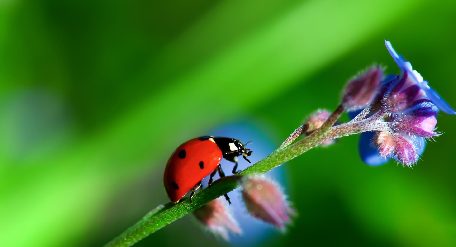 Heavy LadyBug at 1280 x 960 size wallpapers HD quality