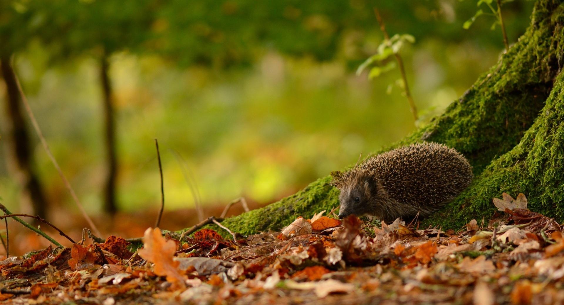 Hedgehog Under Tree at 1280 x 960 size wallpapers HD quality