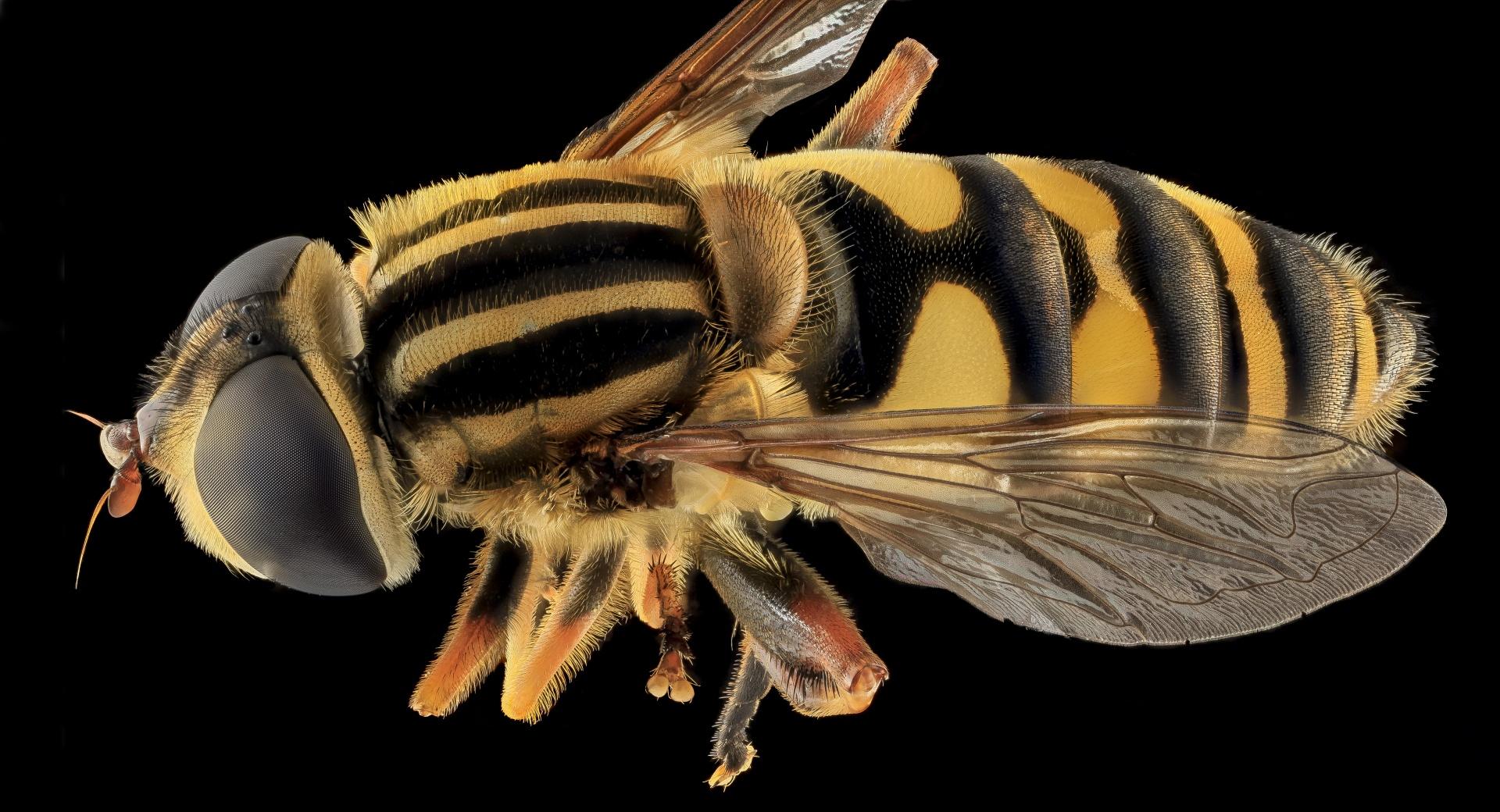 Helophilus Fasciatus, Syrphid Fly at 1024 x 1024 iPad size wallpapers HD quality