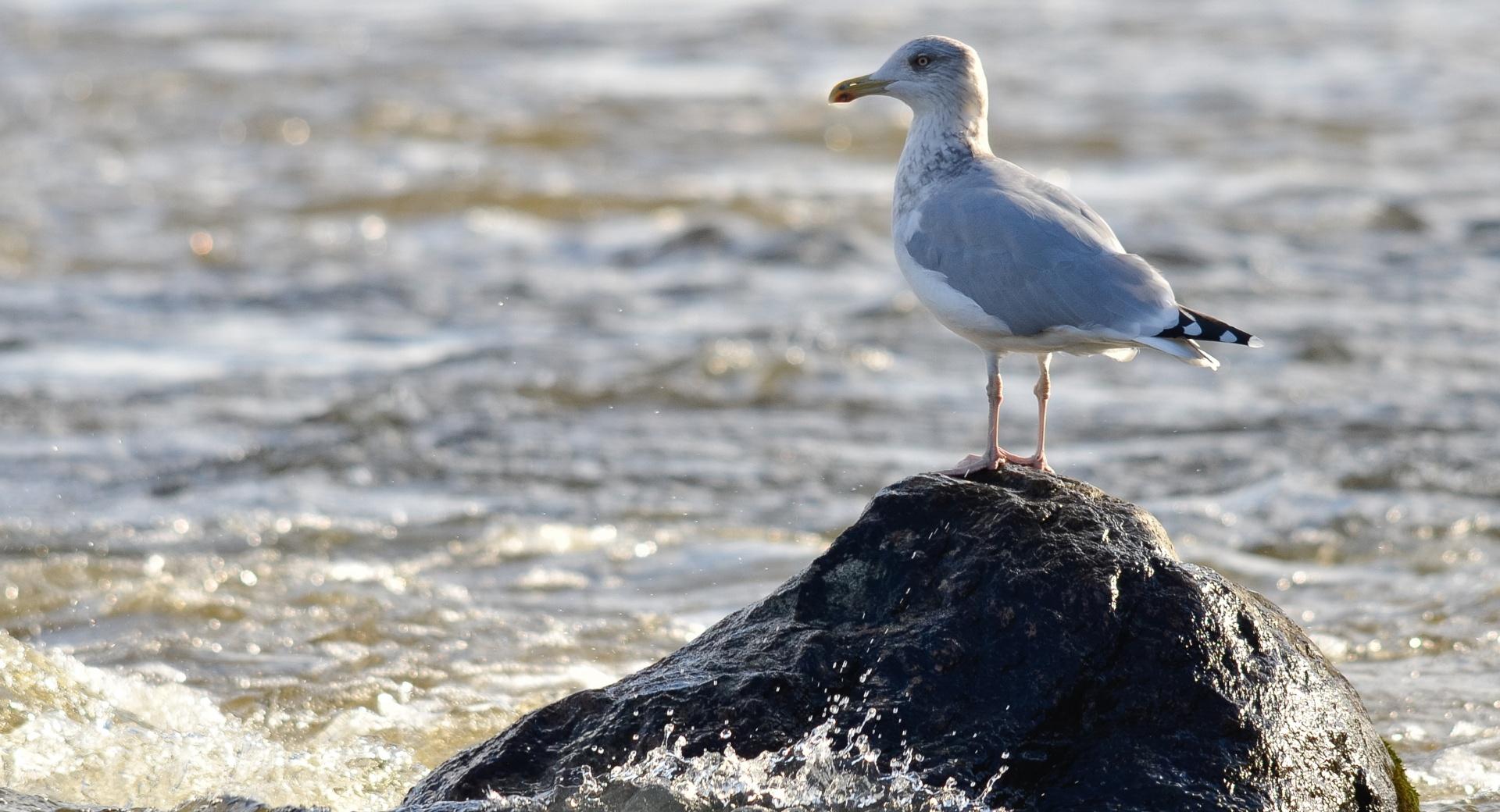 Herring Gull at 320 x 480 iPhone size wallpapers HD quality