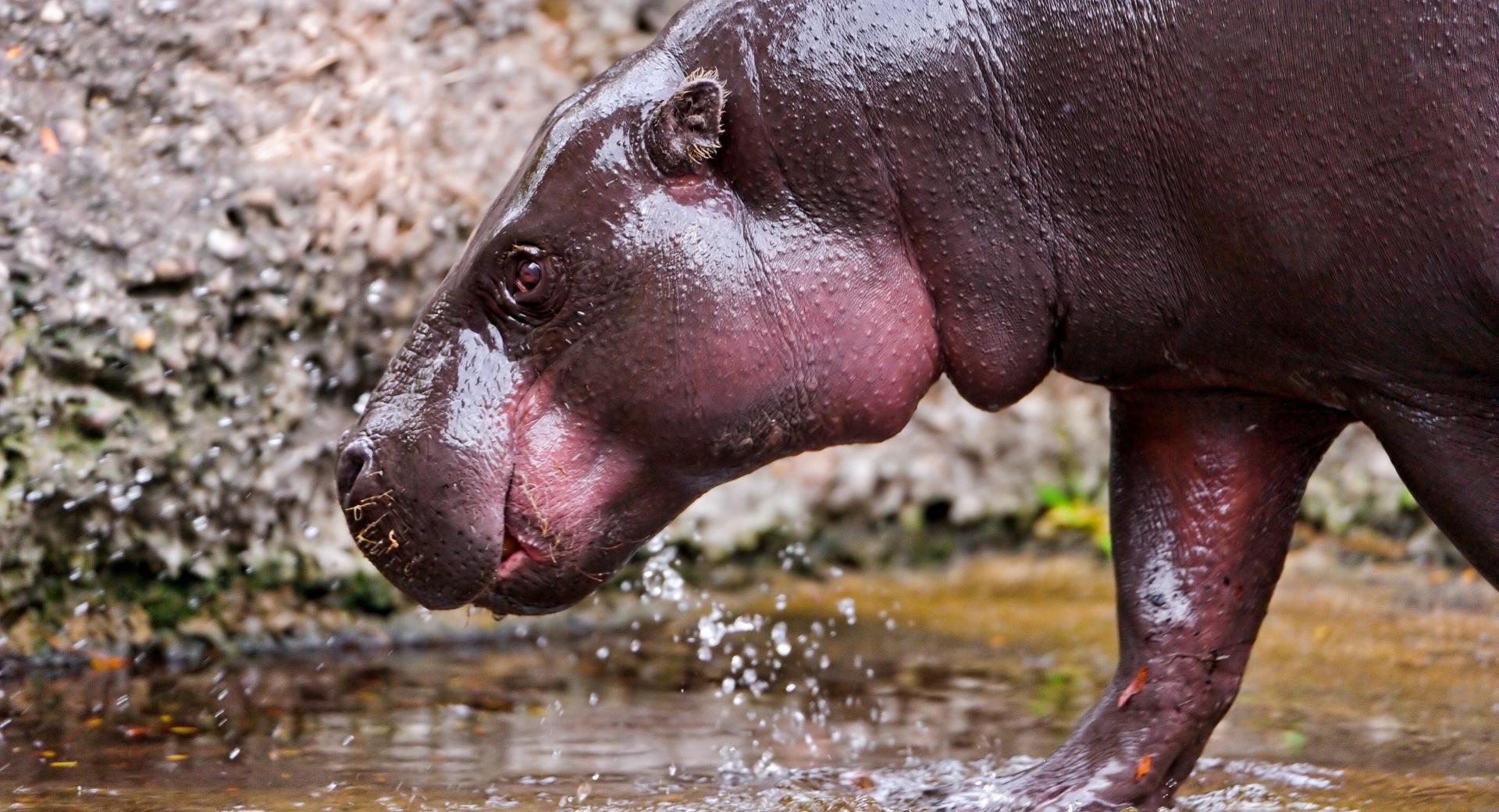 Hippo Walking In The Water wallpapers HD quality