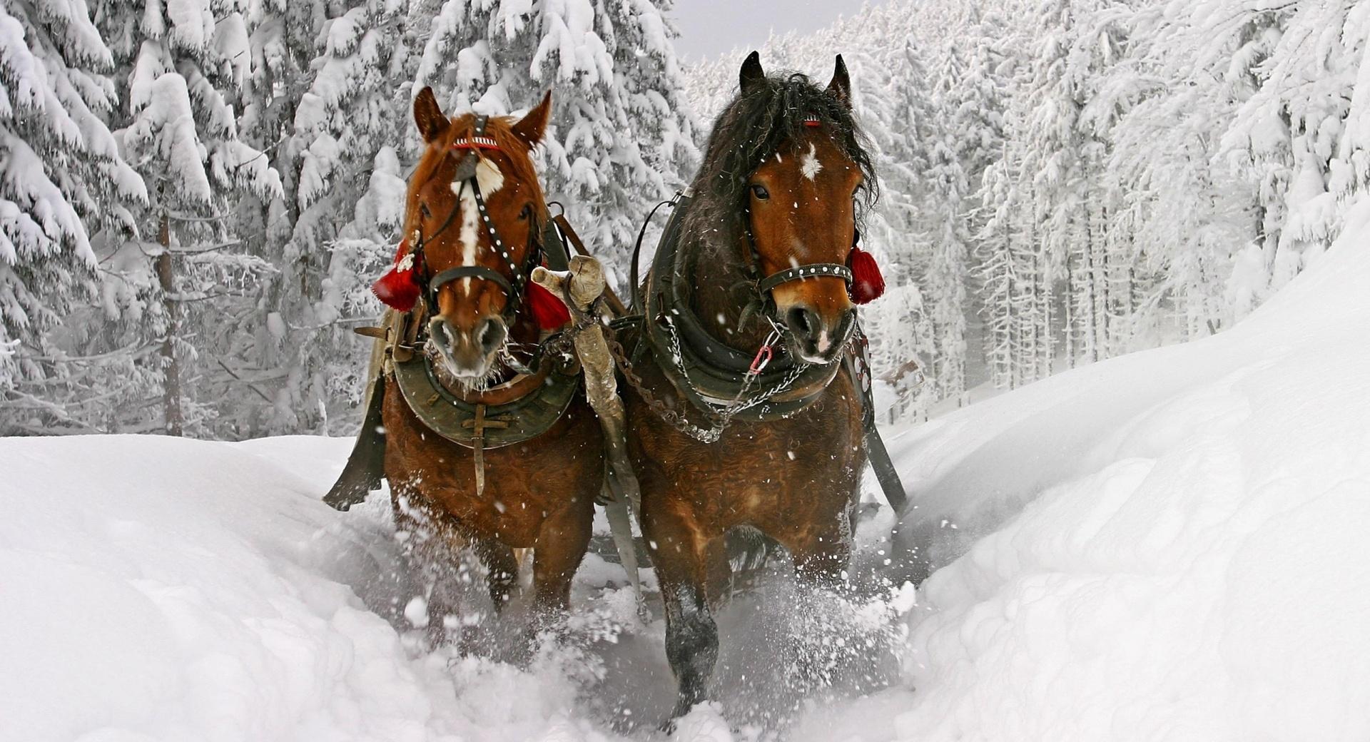 Horse Drawn Carriage In Snow at 2048 x 2048 iPad size wallpapers HD quality