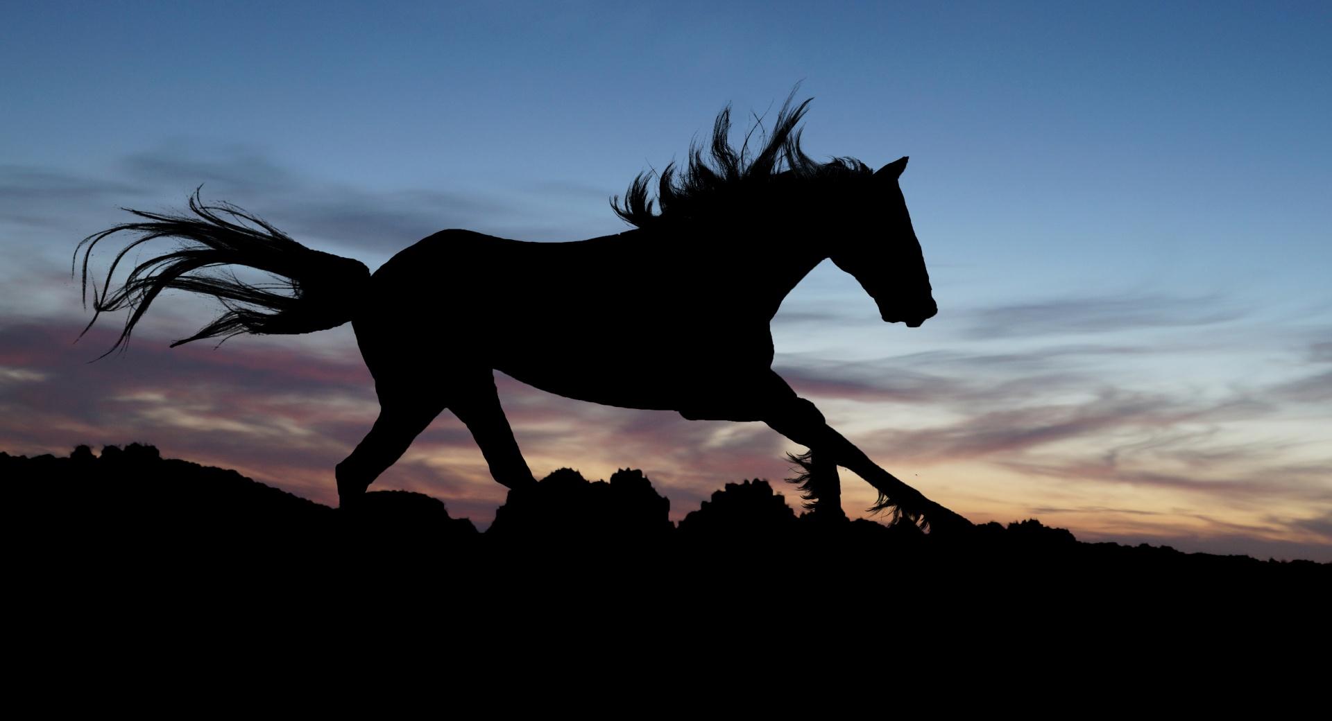 Horse in the Night at 640 x 960 iPhone 4 size wallpapers HD quality