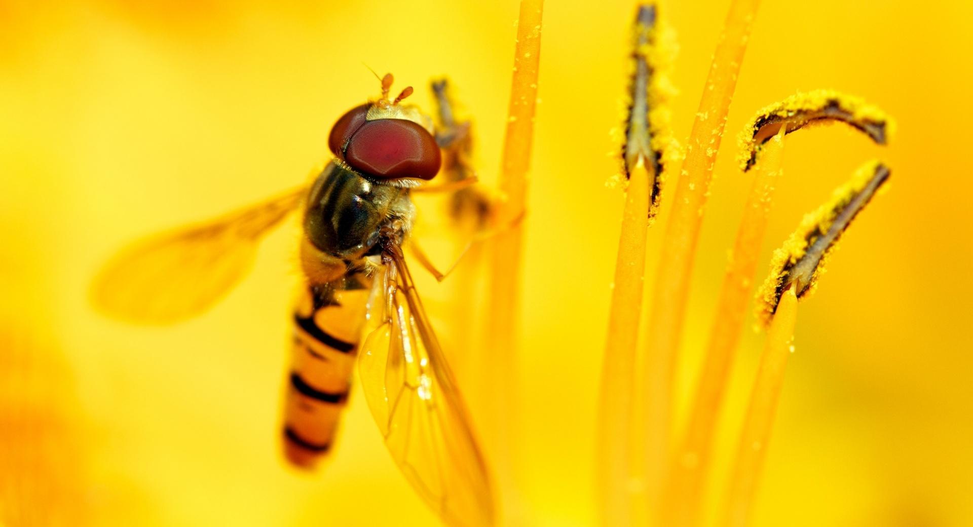 Hoverflies at 640 x 960 iPhone 4 size wallpapers HD quality