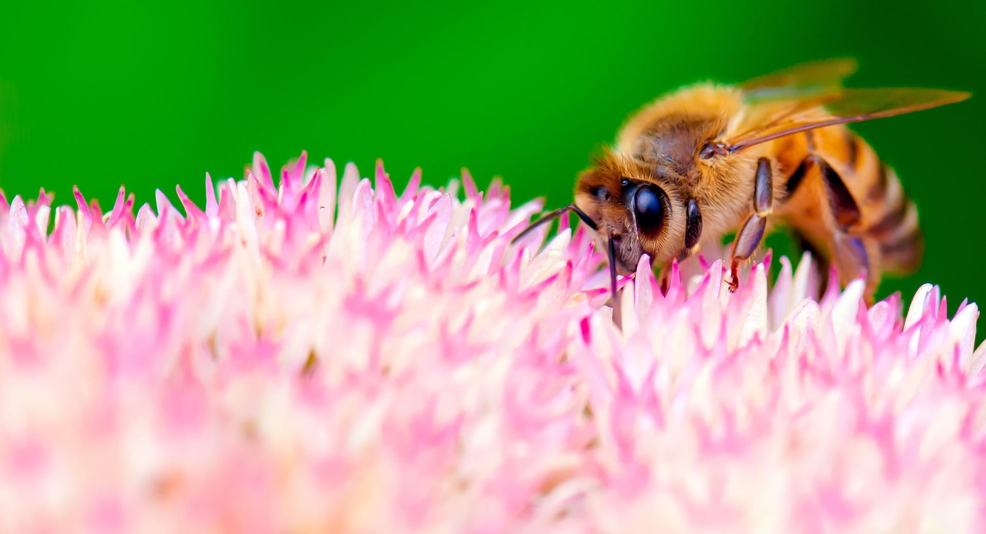 How Bees Make Honey wallpapers HD quality