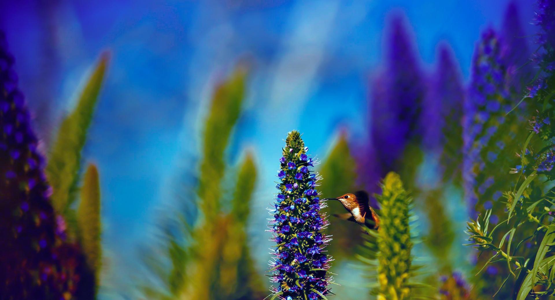 Hummingbird, Pride of Madeira Flowers at 750 x 1334 iPhone 6 size wallpapers HD quality