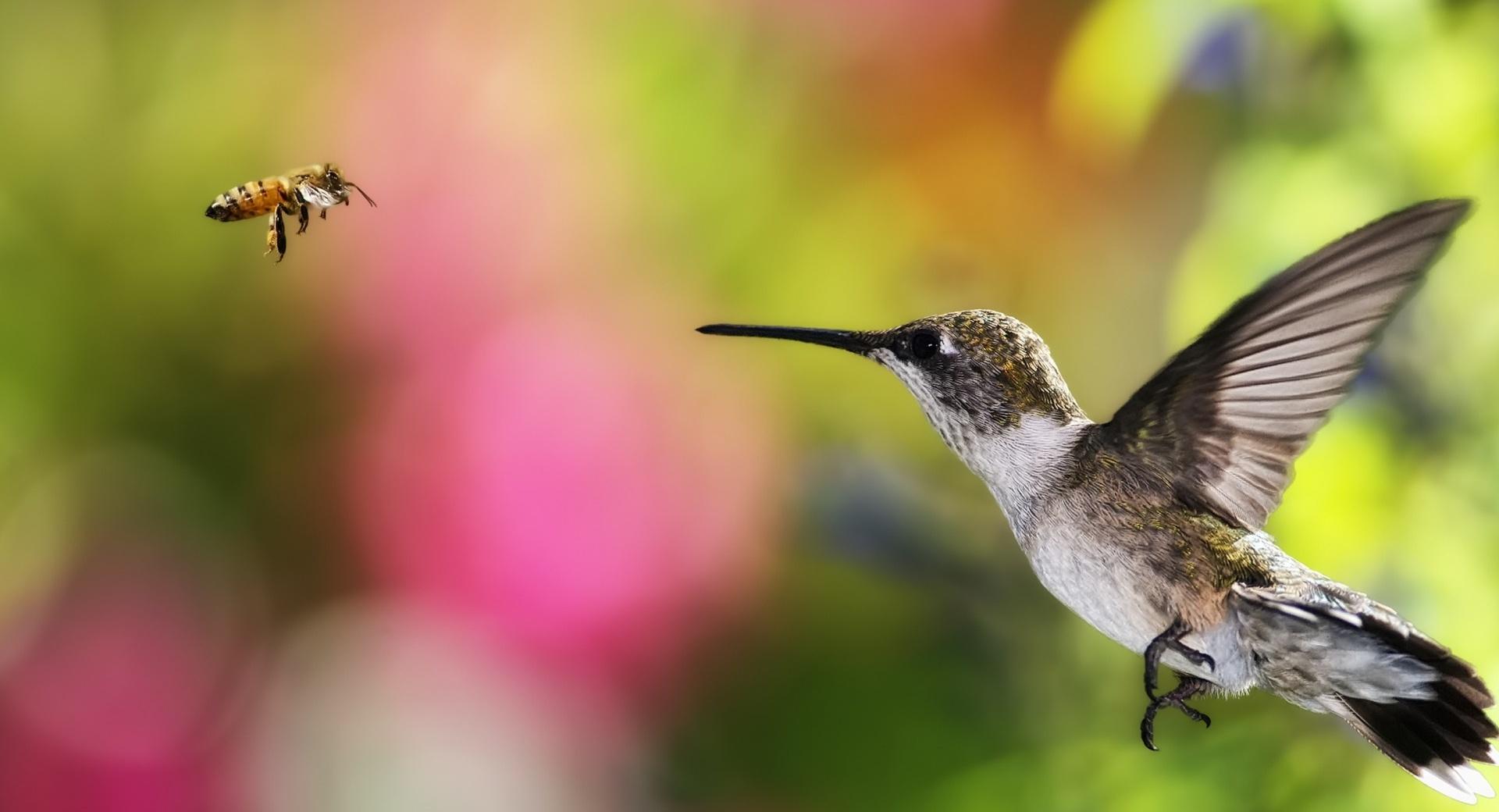 Hummingbird And Bee - Chile at 1024 x 1024 iPad size wallpapers HD quality