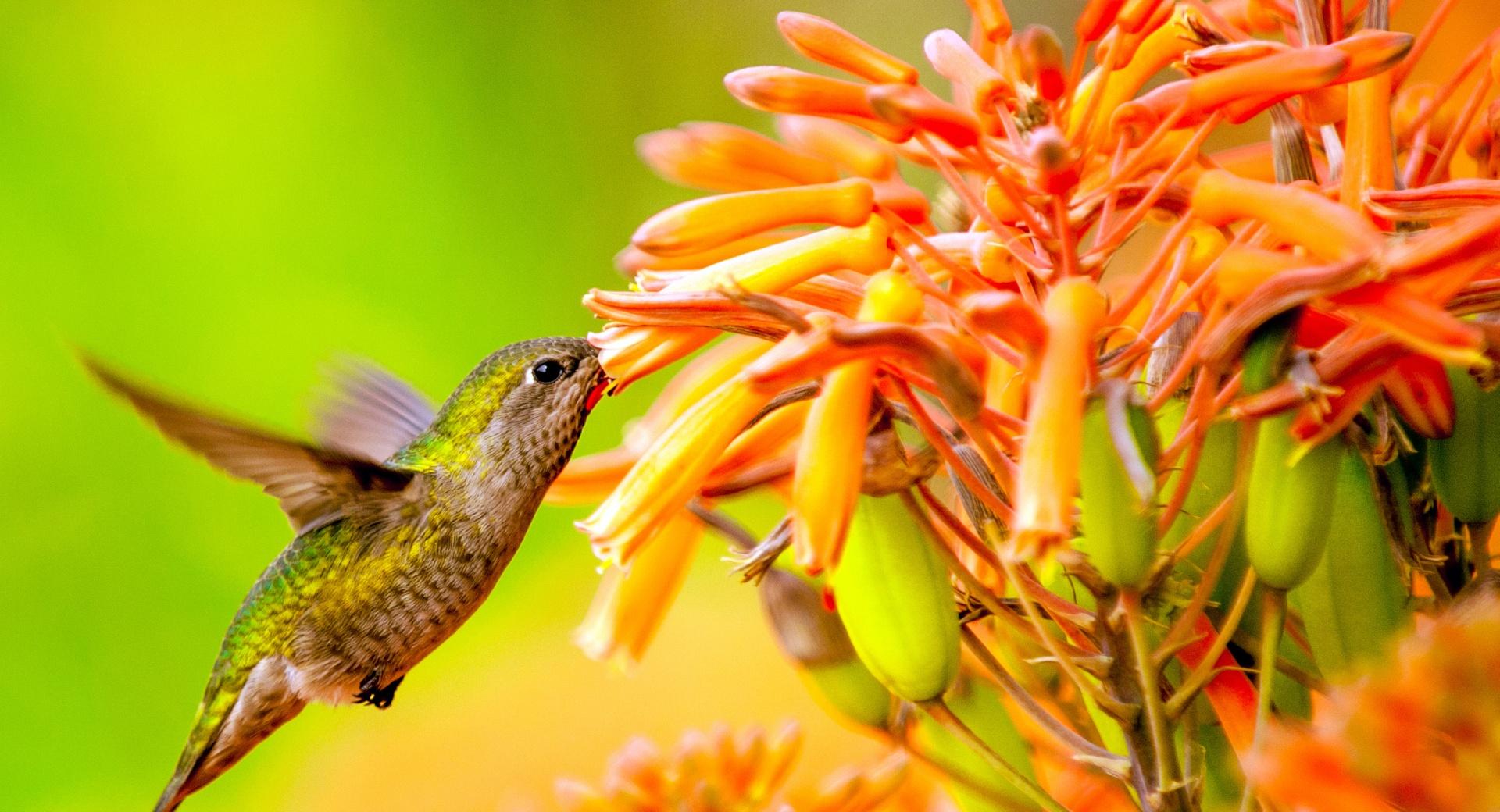 Hummingbird Feeding On Flower wallpapers HD quality