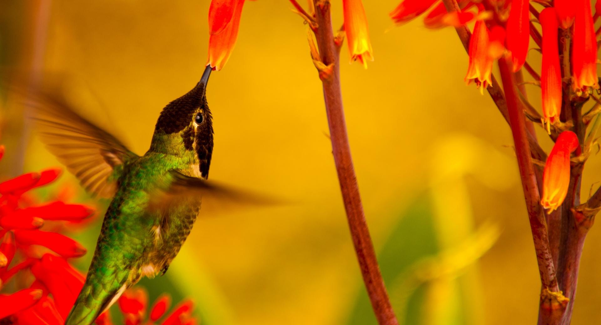 Hummingbird Green Back at 1024 x 768 size wallpapers HD quality