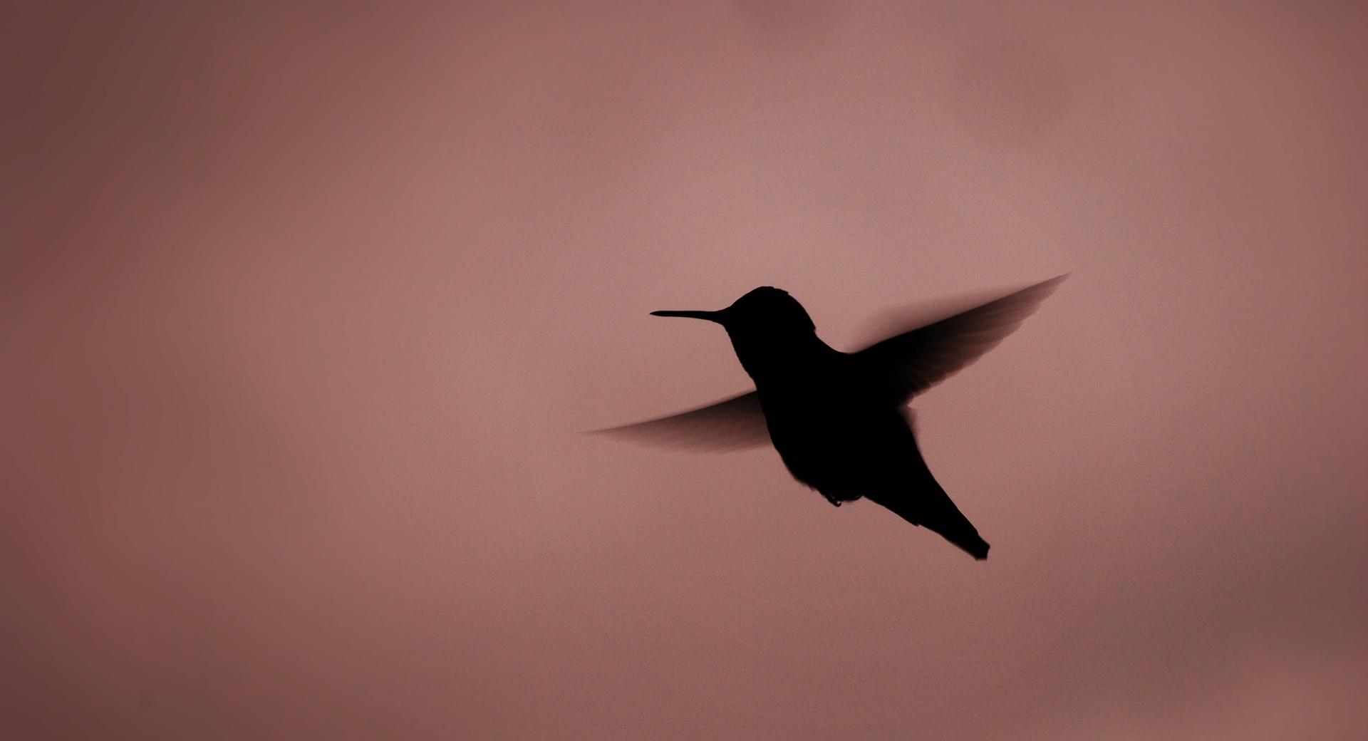 Hummingbird Silhouette at 640 x 960 iPhone 4 size wallpapers HD quality