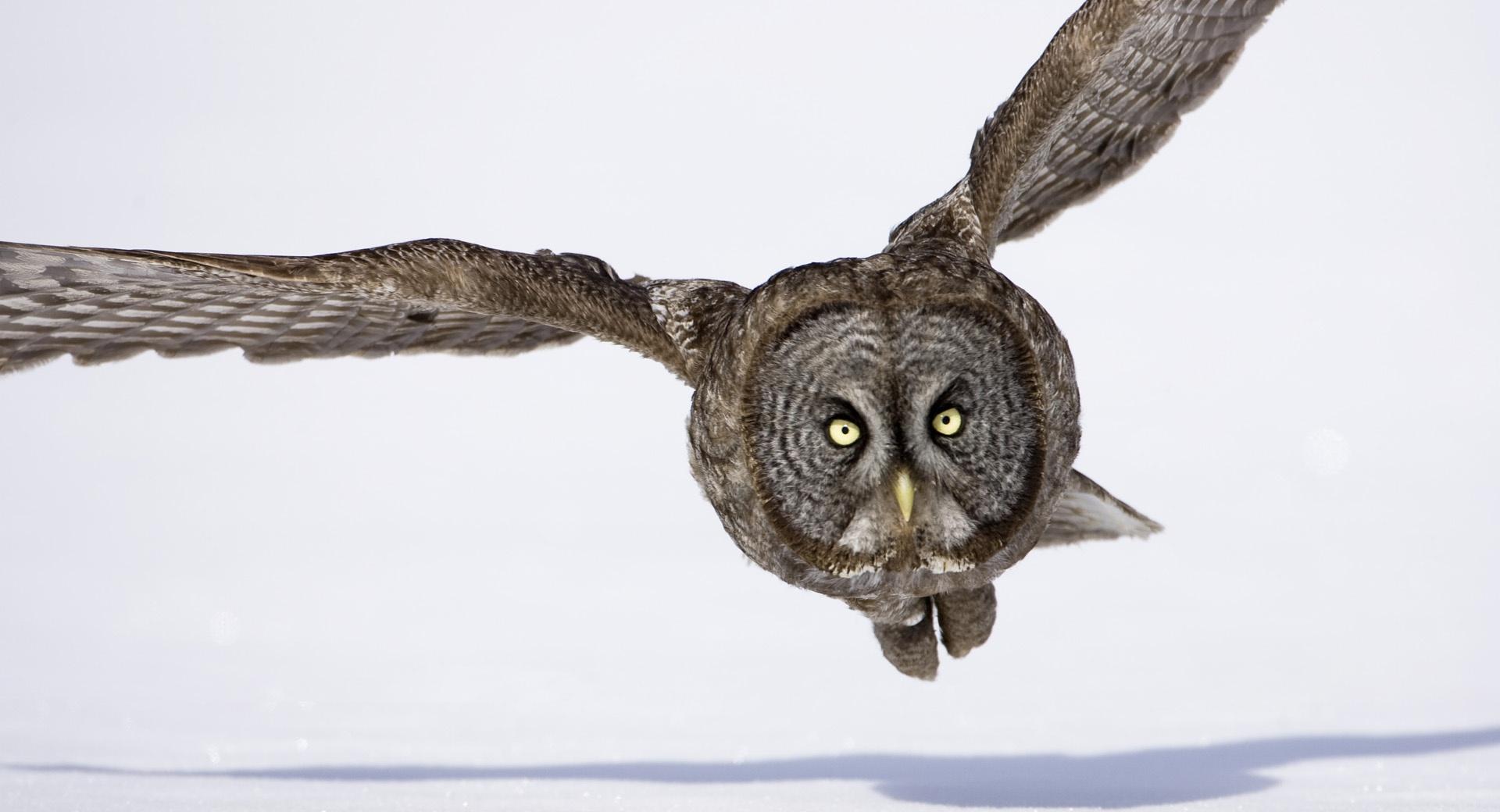 Hunting Great Gray Owl at 640 x 960 iPhone 4 size wallpapers HD quality