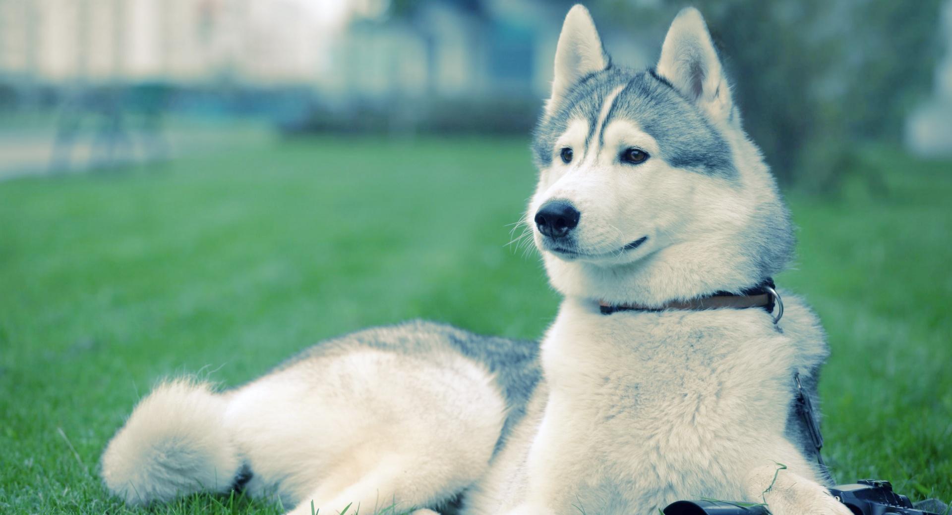Husky On The Grass at 1024 x 768 size wallpapers HD quality
