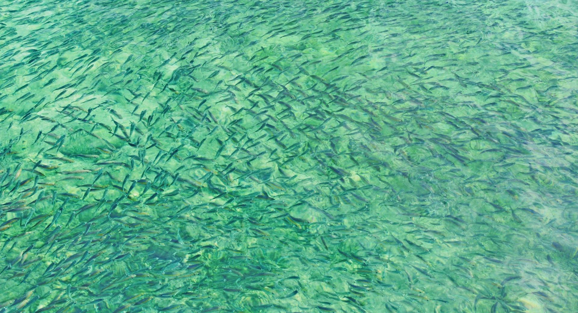 Ikan Ikan Kecil at 320 x 480 iPhone size wallpapers HD quality