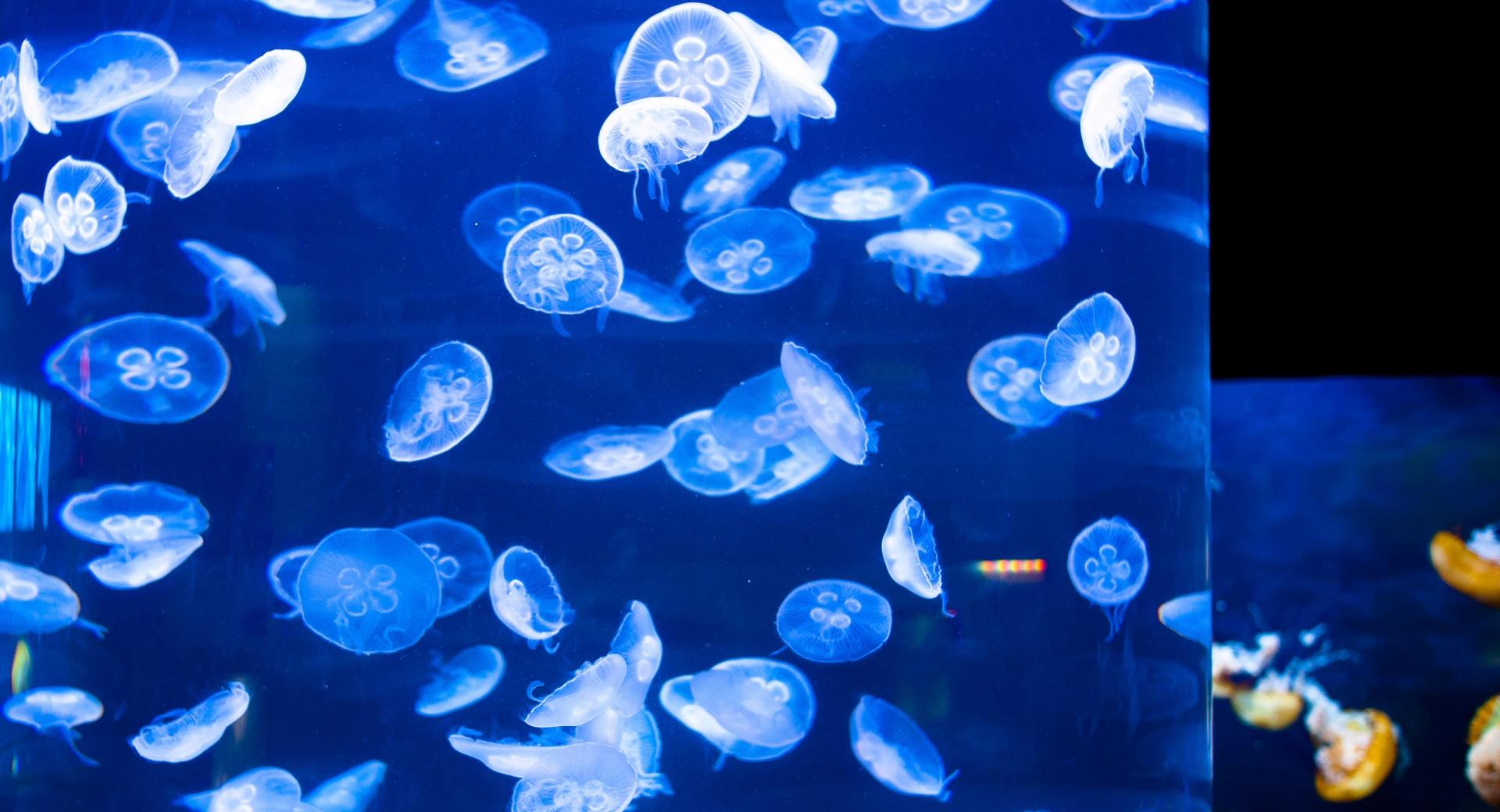 Jellyfish At Aquarium Of The Bay at 1024 x 1024 iPad size wallpapers HD quality