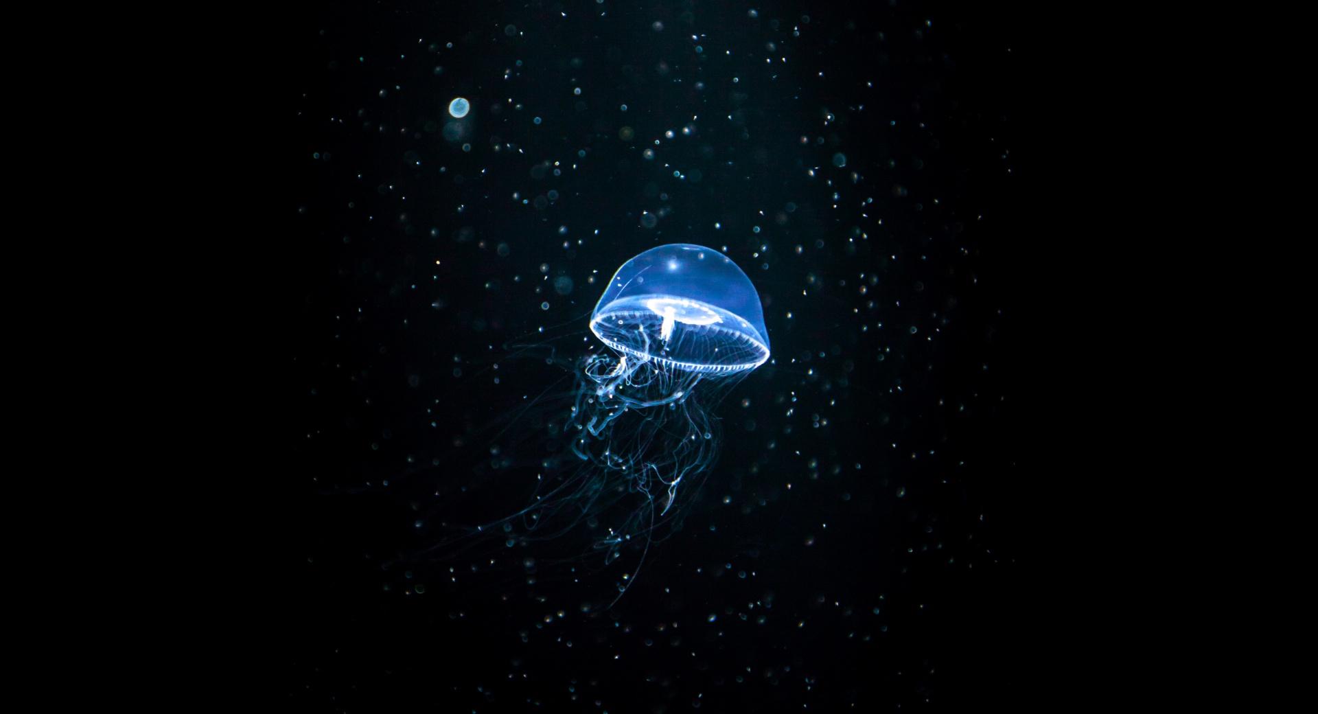 Jellyfish Dark at 1024 x 1024 iPad size wallpapers HD quality