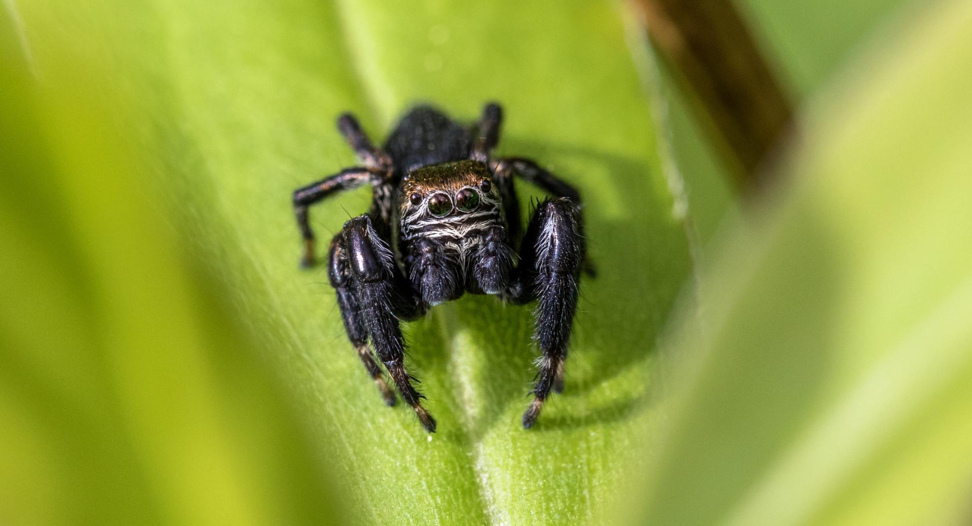 Jump Spider, Springspinne at 1600 x 1200 size wallpapers HD quality