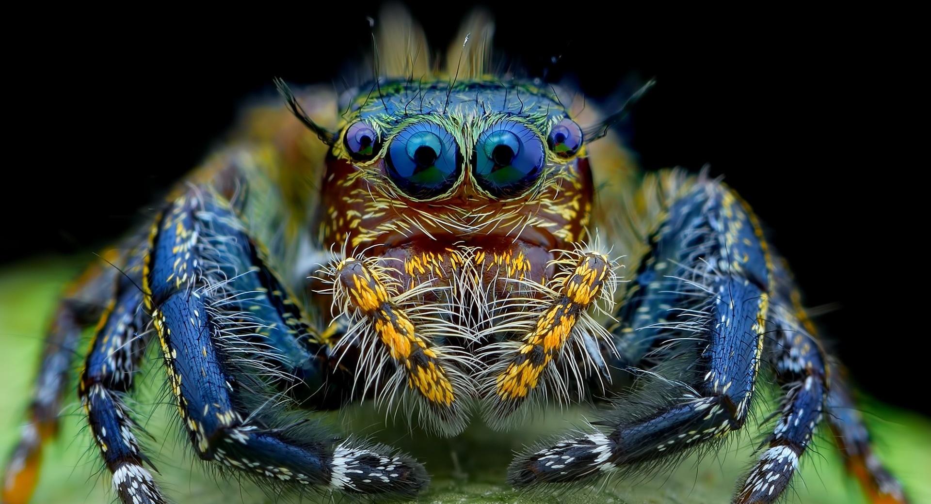 Jumping Spider Macro Insect at 1600 x 1200 size wallpapers HD quality