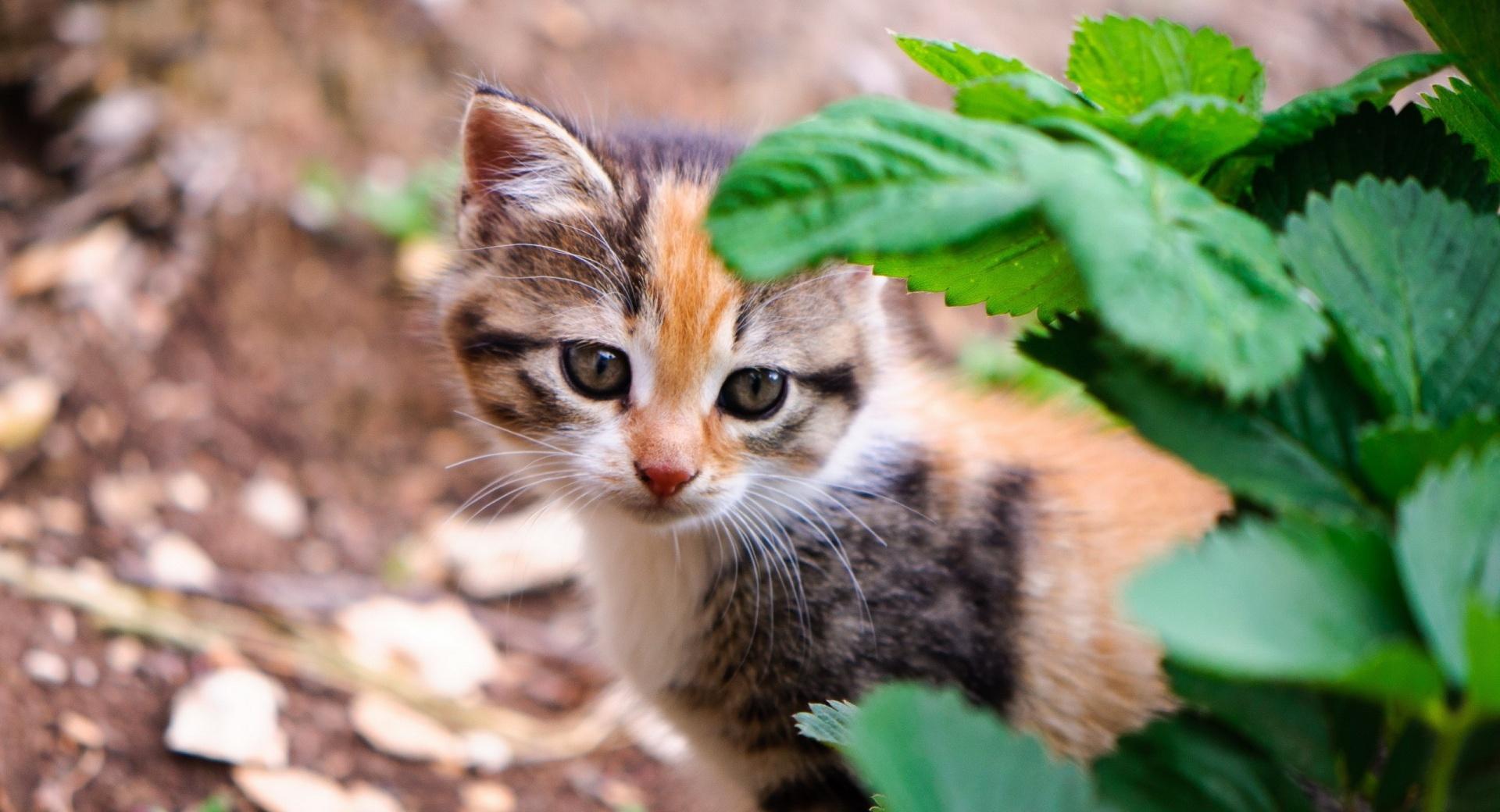Kitten Behind Leafs at 1024 x 1024 iPad size wallpapers HD quality