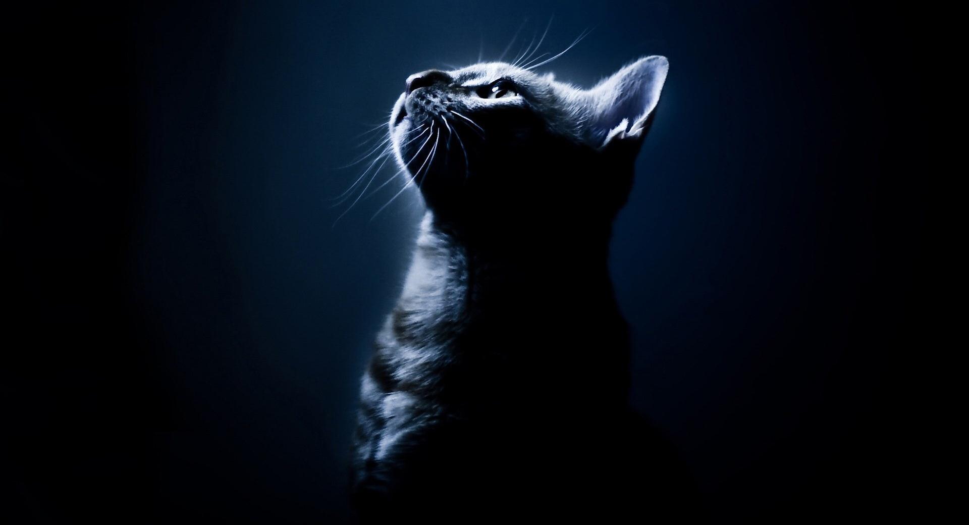 Kitten In The Dark at 320 x 480 iPhone size wallpapers HD quality