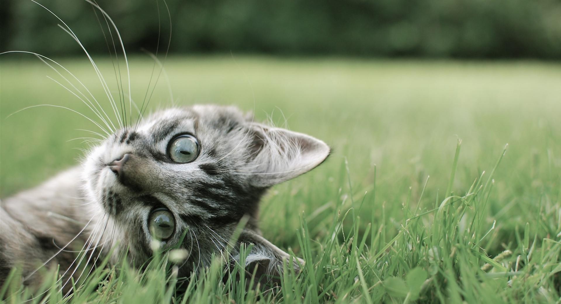 Kitten On The Grass at 750 x 1334 iPhone 6 size wallpapers HD quality
