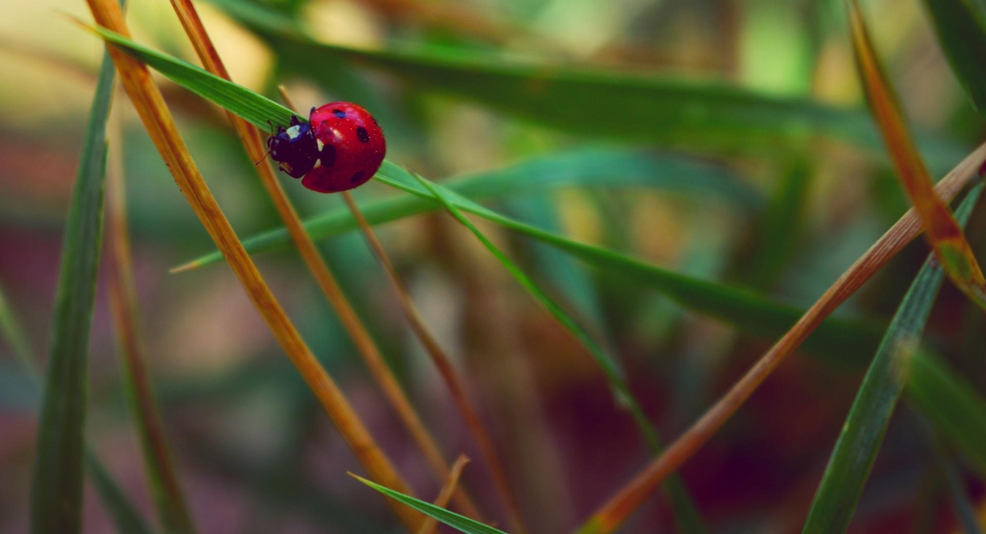 LADybeetle at 1600 x 1200 size wallpapers HD quality